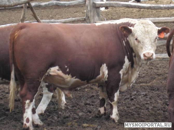 Куплю КРС живым весом Ижевск - изображение 1