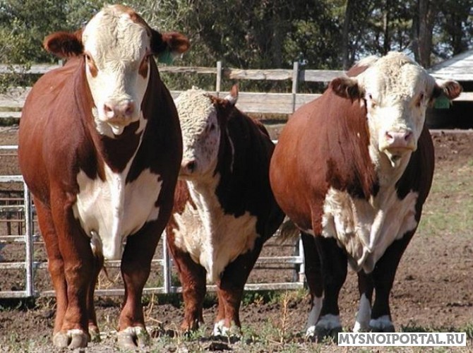 Покупаем КРС бычки , коровы Чебоксары - изображение 1