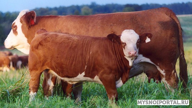 Закупаем Коров телок бычков на племя Казань - изображение 1