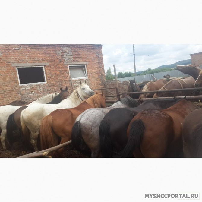 Закупаем лошадей оптом на убой Челябинск - изображение 1