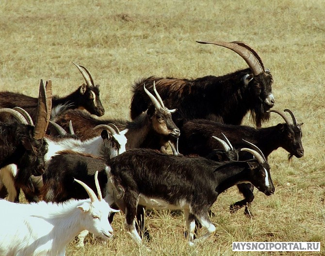 Закупаю коз и козлов на убой Белгород - изображение 1