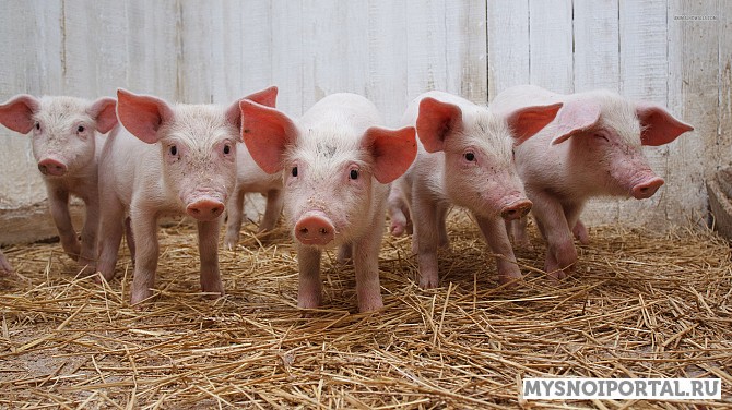 Куплю свиней на доращивание Кемерово - изображение 1