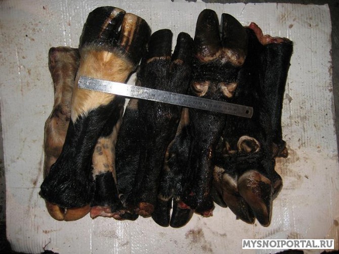 Купим ноги говяжьи необработанные Москва - изображение 1