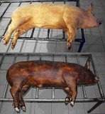 Свинина оптом Москва