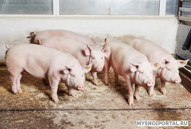 Куплю свиней живым весом Смоленск - изображение 1