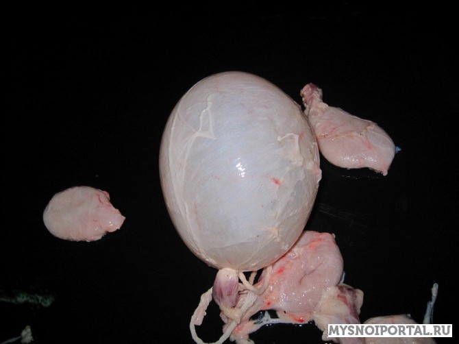 Продам Пузырь Свинной Краснодар - изображение 1