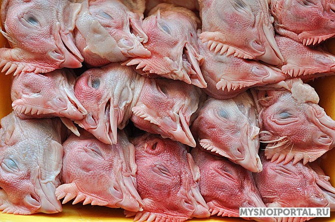 Купим головы куриные Москва - изображение 1