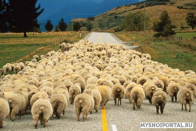 Купим Баранчиков и ярочек на убой Москва - изображение 1