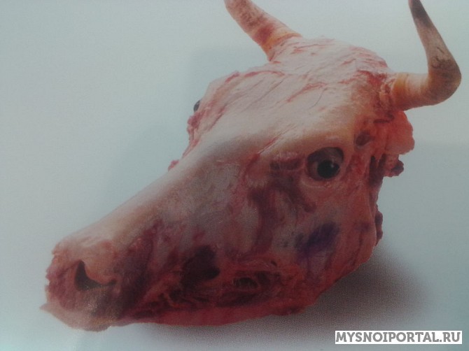 Куплю Головы говяжьи Охл/Зам, от 100 кг в Самаре Самара - изображение 1