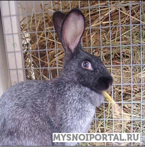 Предлагаем Молодых крольчих в возрасте 4-6 месяцев Красноярск - изображение 1