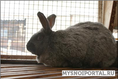 Предлагаем кроликов на племя самцы в возрасте 5-7 месяцев Красноярск - изображение 1