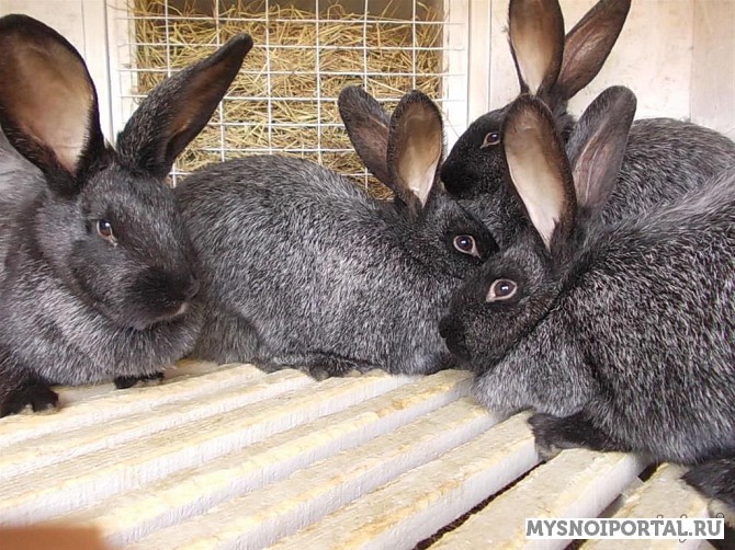 Предлагаем крольчат в возрасте 2-3 месяца Красноярск - изображение 1