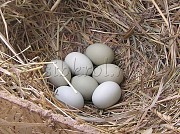 Предлагаем Инкубационное куриное яйцо Новосибирск