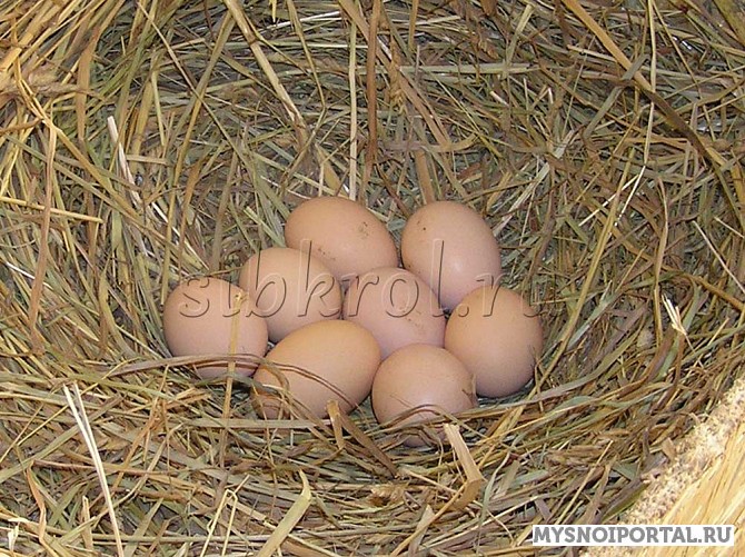 Предлагаем Инкубационное куриное яйцо Новосибирск - изображение 1