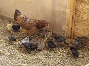 Предлагаем суточных цыплят породных кур Новосибирск
