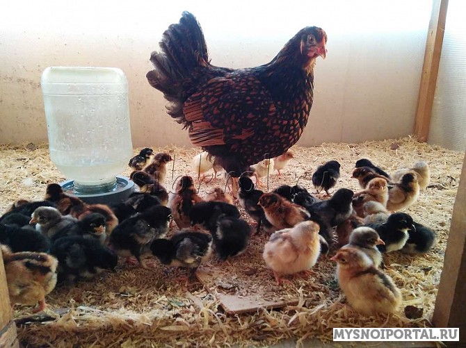 Предлагаем суточных цыплят породных кур Новосибирск - изображение 1