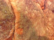 Легкое говяжье Москва