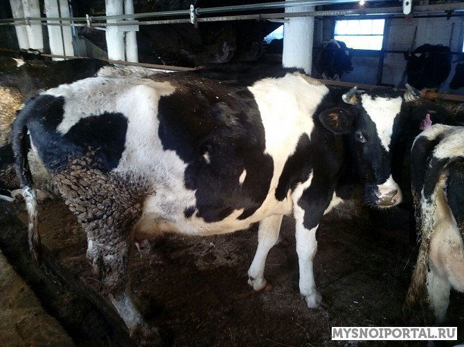 Нетели Черно-пестрые голштинизированные Ханты-Мансийск - изображение 1