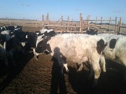 Бычки Черно-пестрые на откорм доставка из г.Курган