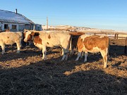 Телки Симментальской породы доставка из г.Астрахань