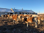 Телки Симментальской породы доставка из г.Астрахань