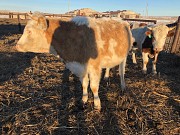 Телки Симментальской породы доставка из г.Астрахань