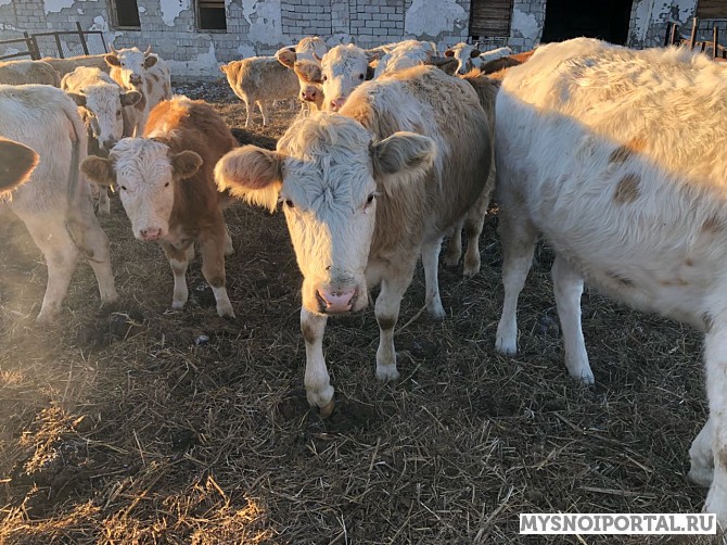 Телки Симментальской породы Астрахань - изображение 1