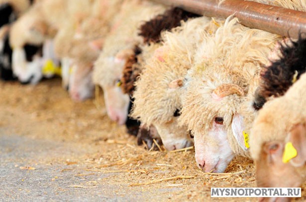 Закупаем Ягнят , Ярок И Овцематок На Откорм Москва - изображение 1