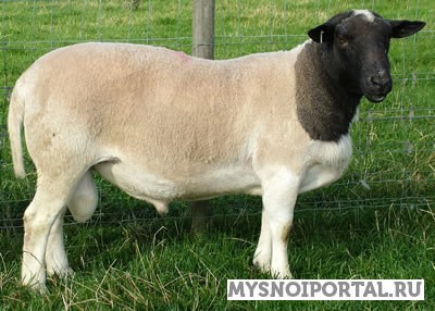 Купим Племенных Баранов И Овцематок Дорперов И Финских Ландрасов Москва - изображение 1