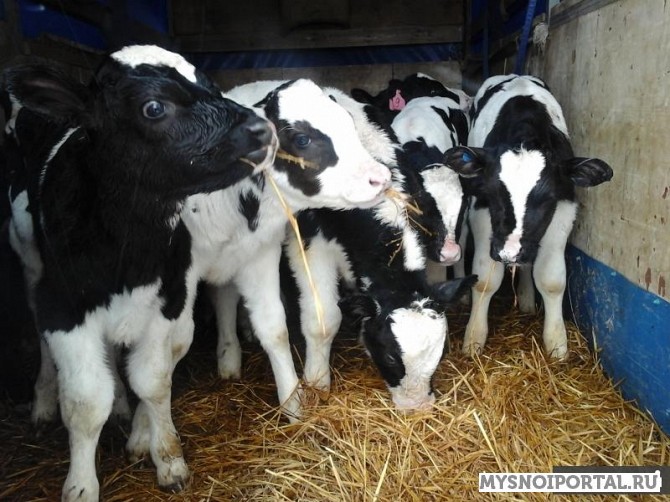 Купим телят на откорм Ярославль - изображение 1