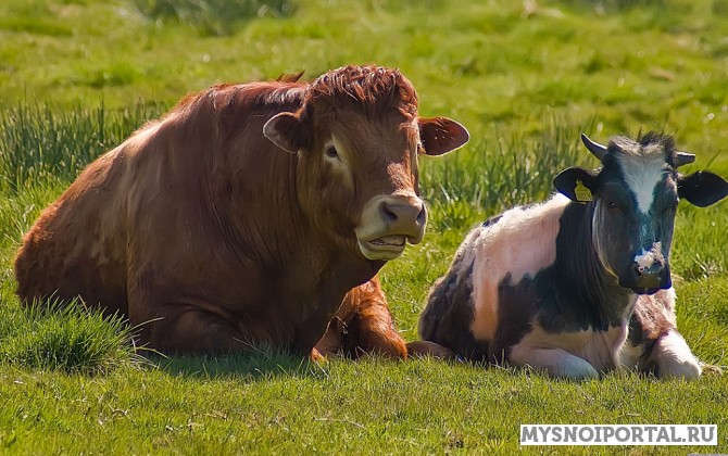 Купим КРС в живом весе на убой Волгоград - изображение 1