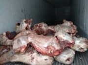 Оленина в тушах и бескостное мясо в Спб 300 доставка из г.Санкт-Петербург