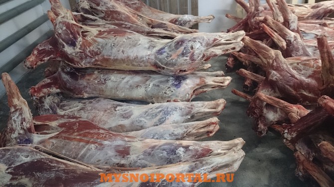 Оленина в тушах и бескостное мясо в Спб 300 Санкт-Петербург - изображение 1