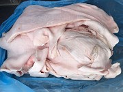 Шпик хребтовой тугоплавкий импорт 20т 157р/кг Иваново