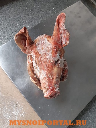 Головы свиные Новосибирск - изображение 1