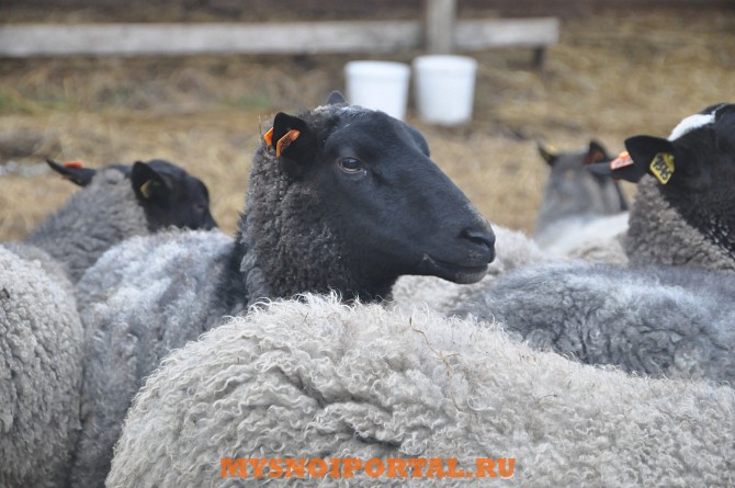 Баранчики романовской породы на откорм Москва - изображение 1