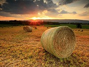 Сено и сенаж в рулонах многотравье доставка из г.Москва