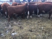 Герефорды на доращивание Магнитогорск