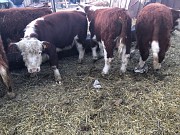Герефорды на доращивание Магнитогорск