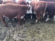 Герефорды на доращивание Магнитогорск