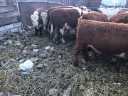 Герефорды на доращивание Магнитогорск