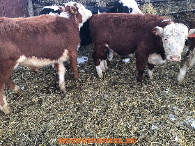 Герефорды на доращивание Магнитогорск - изображение 1