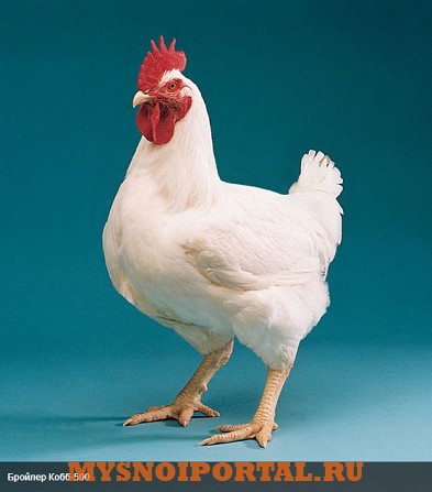 Предлагаем Мясной кросс КОББ 500 Энгельс - изображение 1