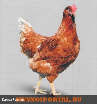 Предлагаем Куры-несушки кросса Родонит Энгельс - изображение 1