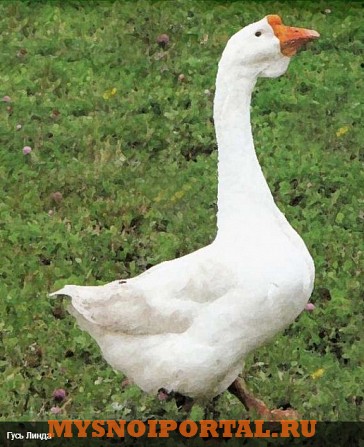 Предлагаем Гусей Породы «Линда» Энгельс - изображение 1