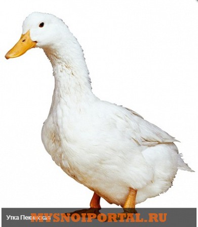 Предлагаем Уток Породы Пекинсая Энгельс - изображение 1
