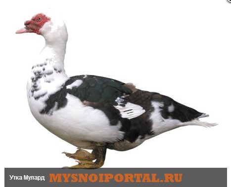 Предлагаем Уток породы Мулард Энгельс - изображение 1