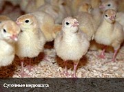 Предлагаем Индюки Тяжелый кросс БИГ6(BIG-6) Энгельс
