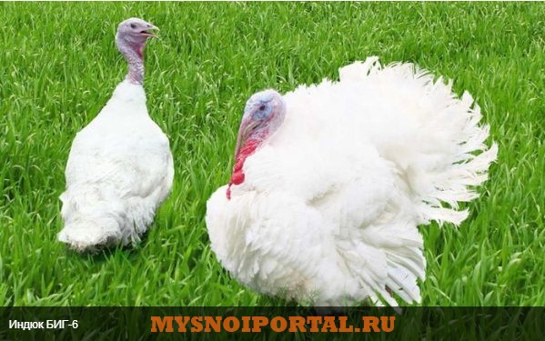 Предлагаем Индюки Тяжелый кросс БИГ6(BIG-6) Энгельс - изображение 1