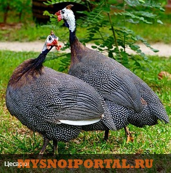 Предлагаем цесарок Энгельс - изображение 1